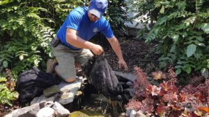 Pond Crew Member Pulling The Bag of Bioballs Out Of the Pond