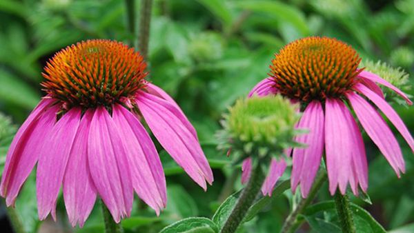 Two Cone Flowers in Bloom