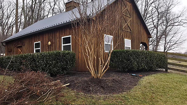 Brown Barn With Pruned Crape Myrtle In Front