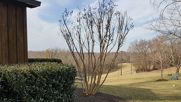 Example of Properly Trimmed Crape Myrtle