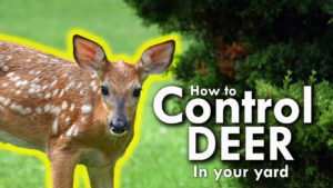 Highlighted Deer Standing On Front Lawn – How To Control Deer In Your Yard