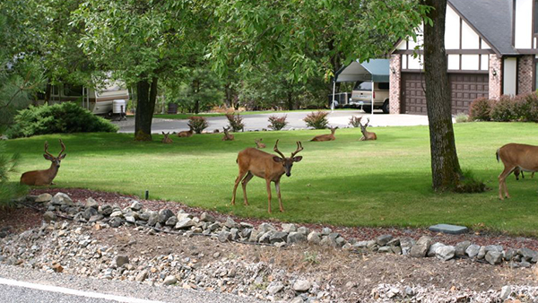 Deers On Front Lawn