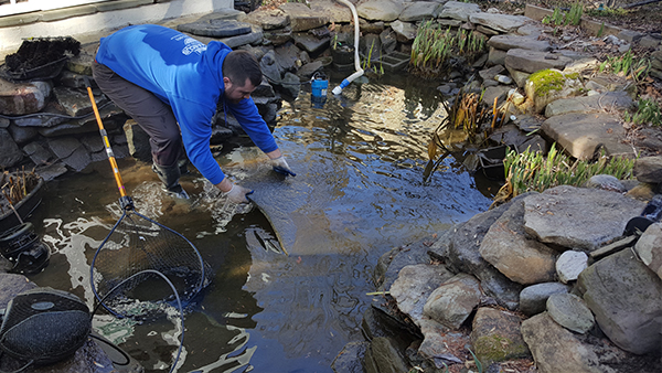 Pond Crew Member Pulling Filter Mat Out Of Pond