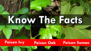 Poison Ivy, Oak, Sumac - Know The Facts