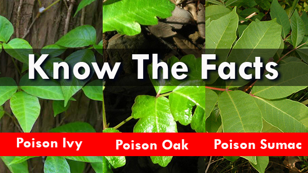 how to identify poison oak plant