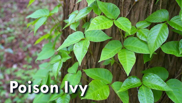 How to Identify Poison Ivy, Oak and Sumac In Your Yard - Damascus ...
