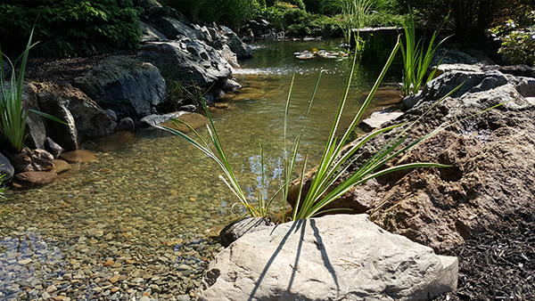 Pond Renovated to Include a Walk Out Beach Entry