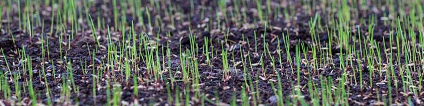 New Grass Seedlings Poking Out Of Soil