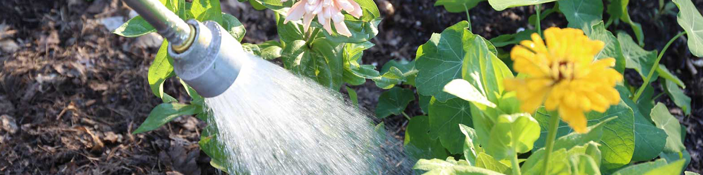 Watering Wand Being Used to Water Summer Plants In Bloom