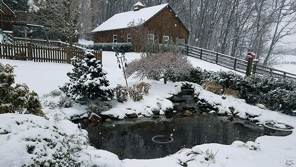 Winter Pond With Falling Snow