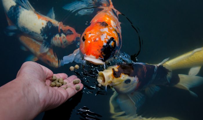 Koi Pond Fish Feeding