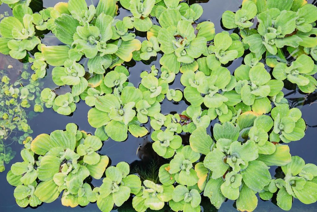 floating pond plants