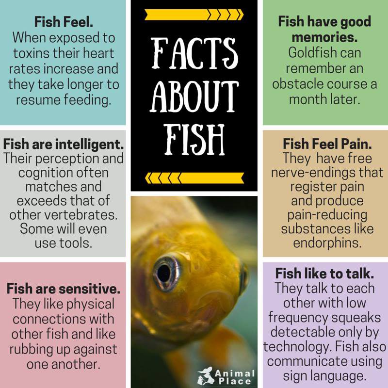 Fish definition, information about fishes, facts about fish vertebrates