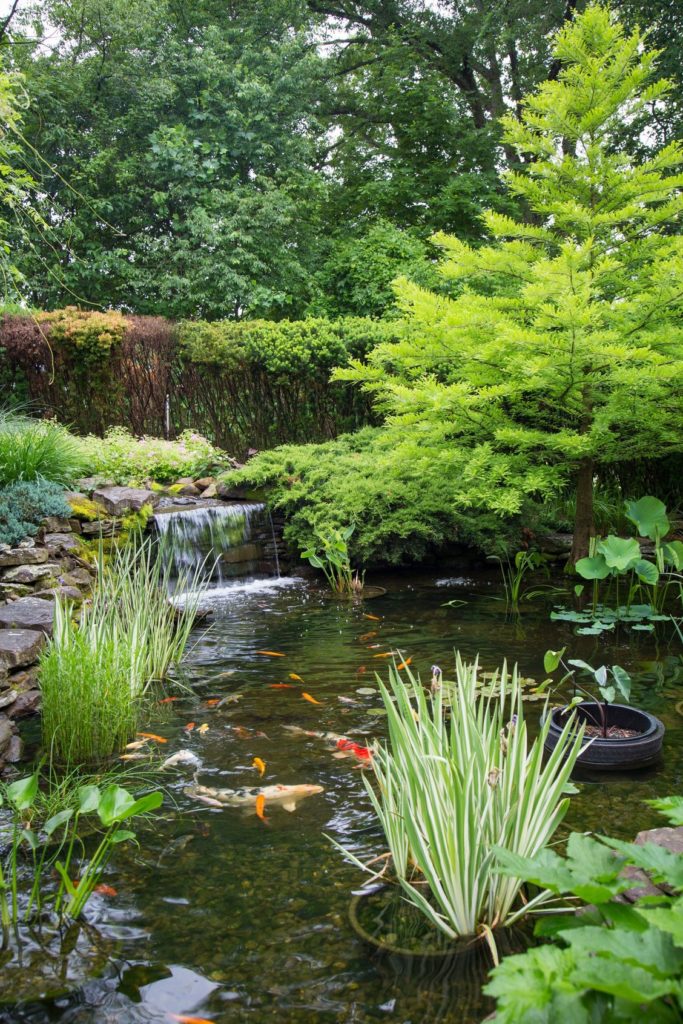 pond plants